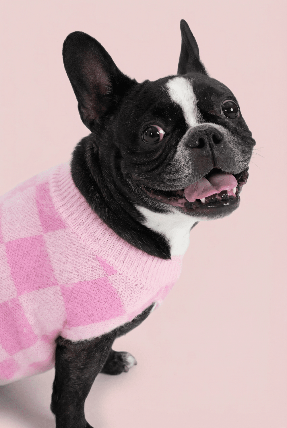 Checkered Knit Dog Sweater for Small Dogs – Soft Crewneck Outfit
