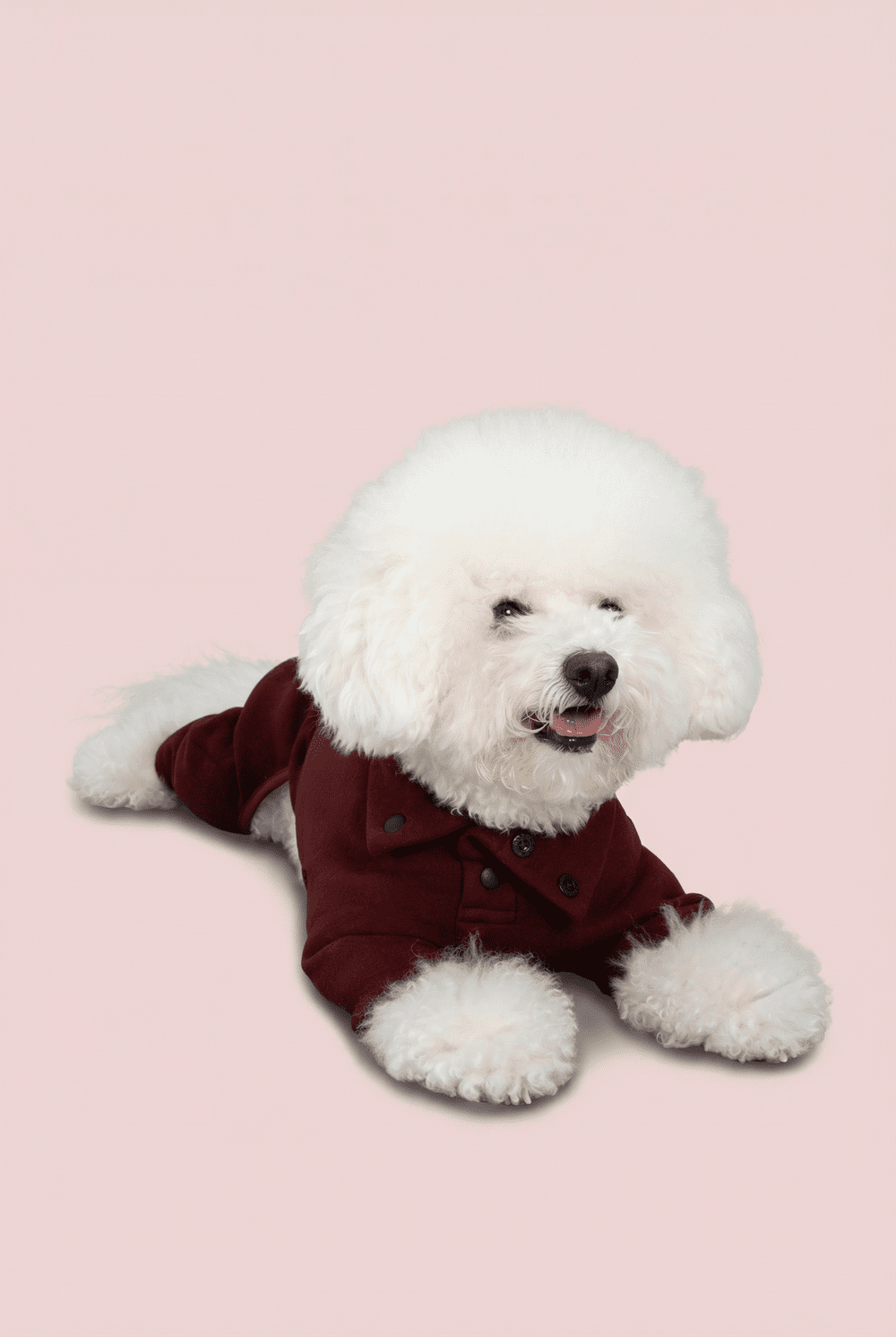 Color Block Dog Onesie for Small Dogs – Adjustable High Neck Full Body Jumper