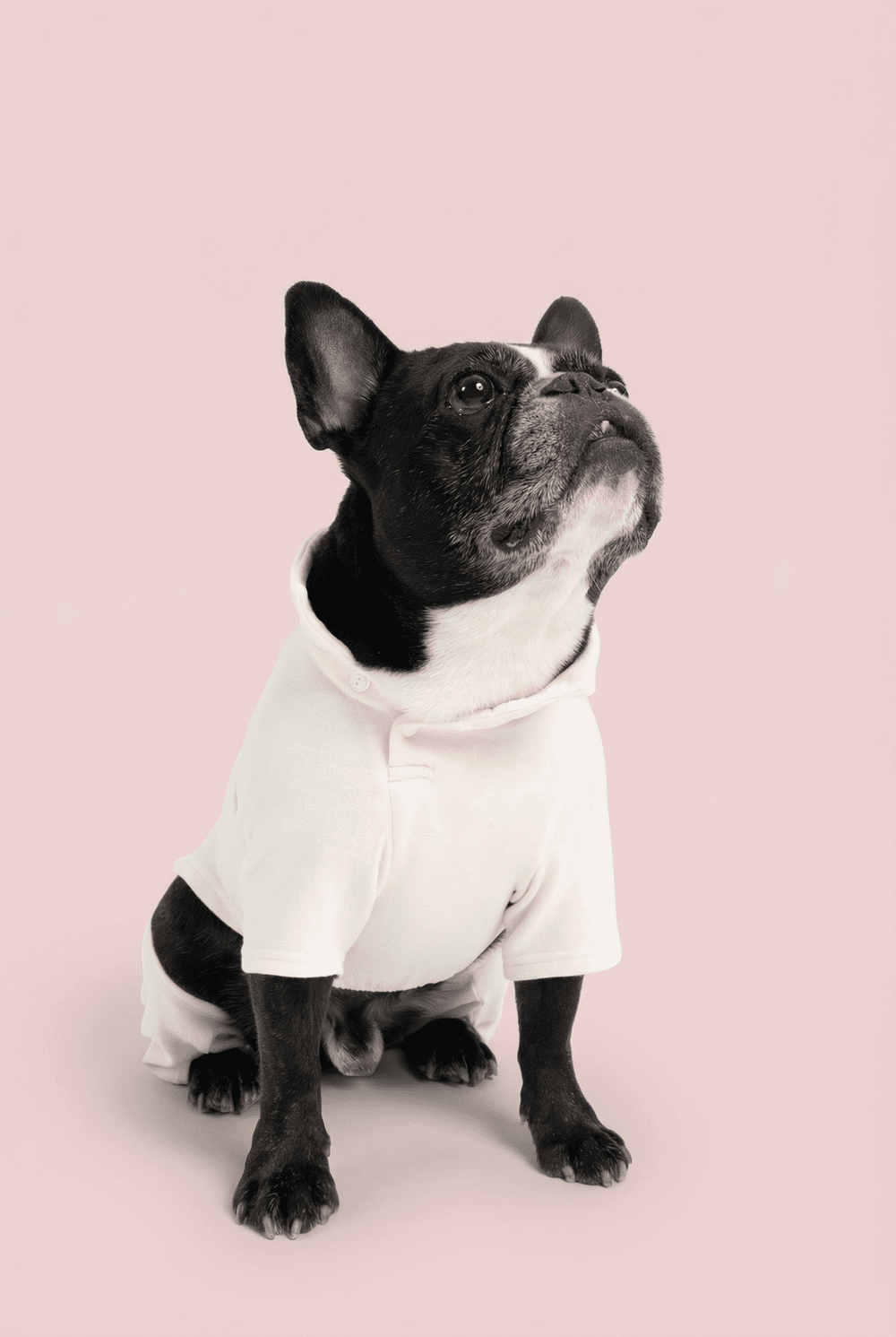Color Block Dog Onesie for Small Dogs – Adjustable High Neck Full Body Jumper