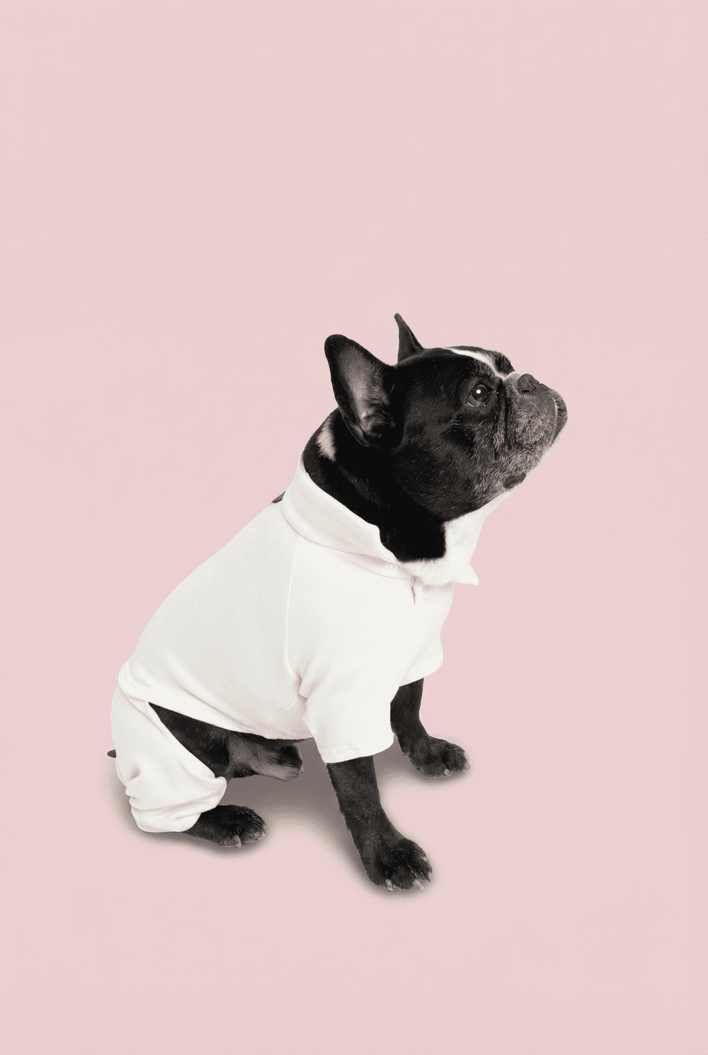 Color Block Dog Onesie for Small Dogs – Adjustable High Neck Full Body Jumper