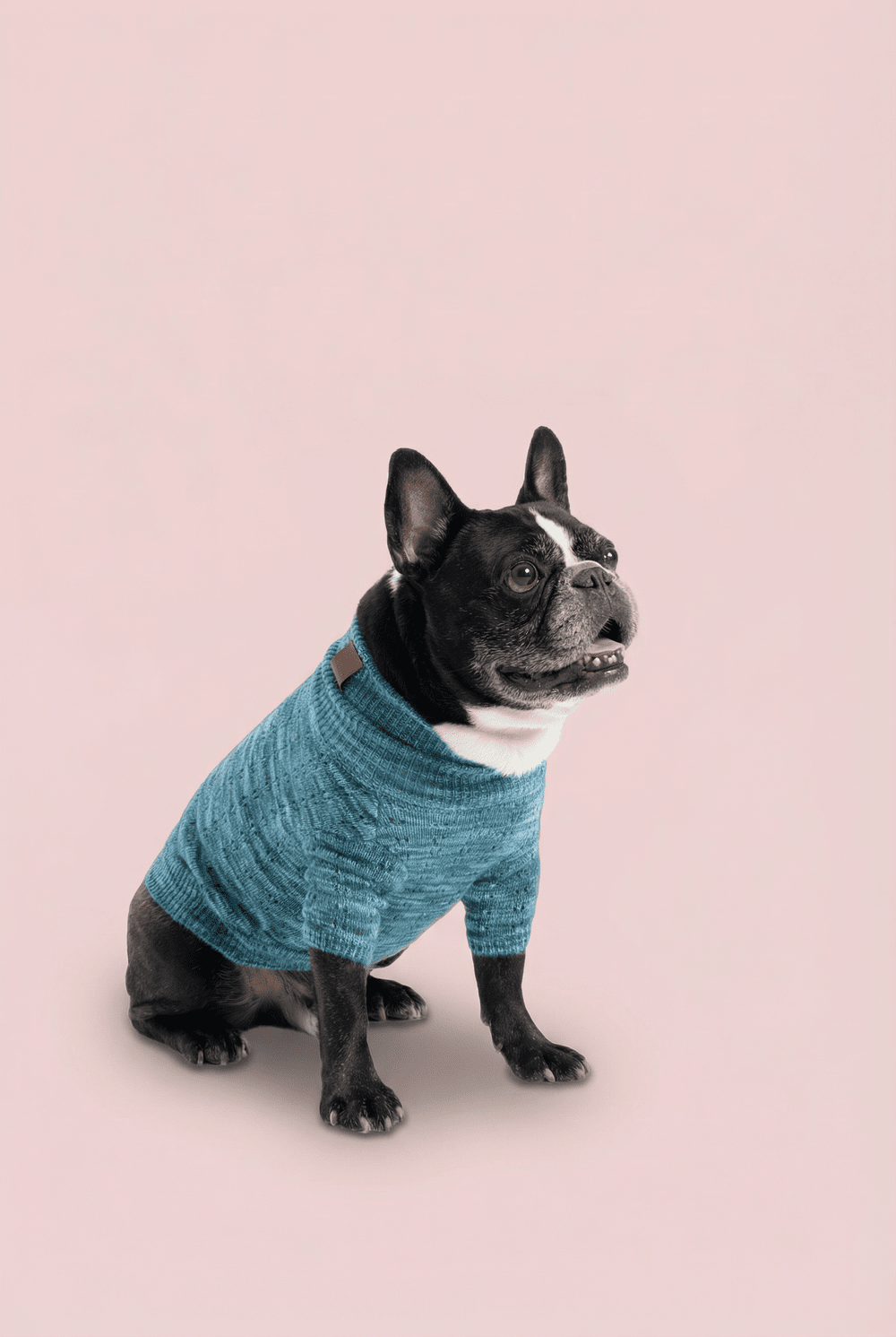 Warm Knit Dog Sweater for Small Dogs – Soft Turtleneck