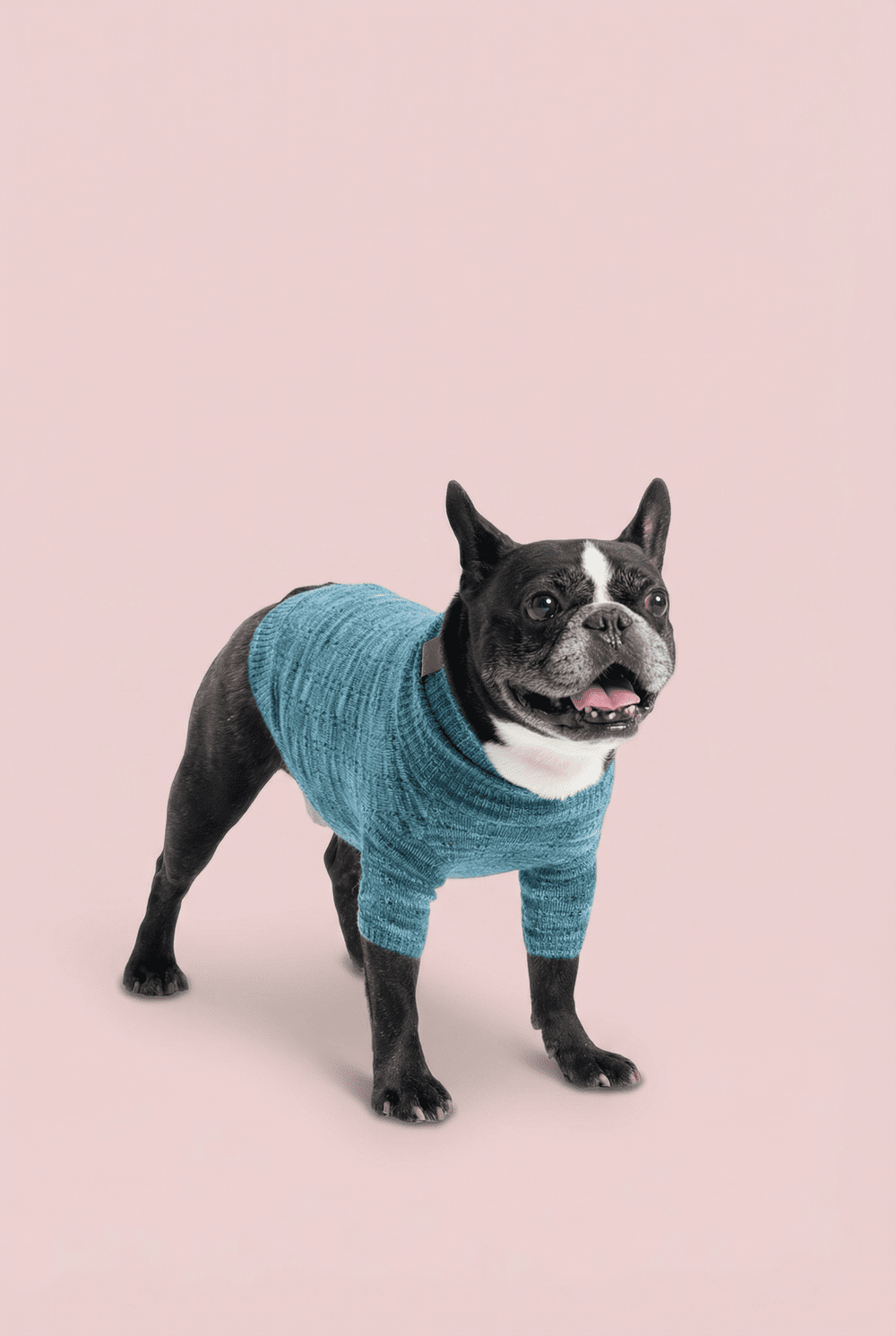 Warm Knit Dog Sweater for Small Dogs – Soft Turtleneck