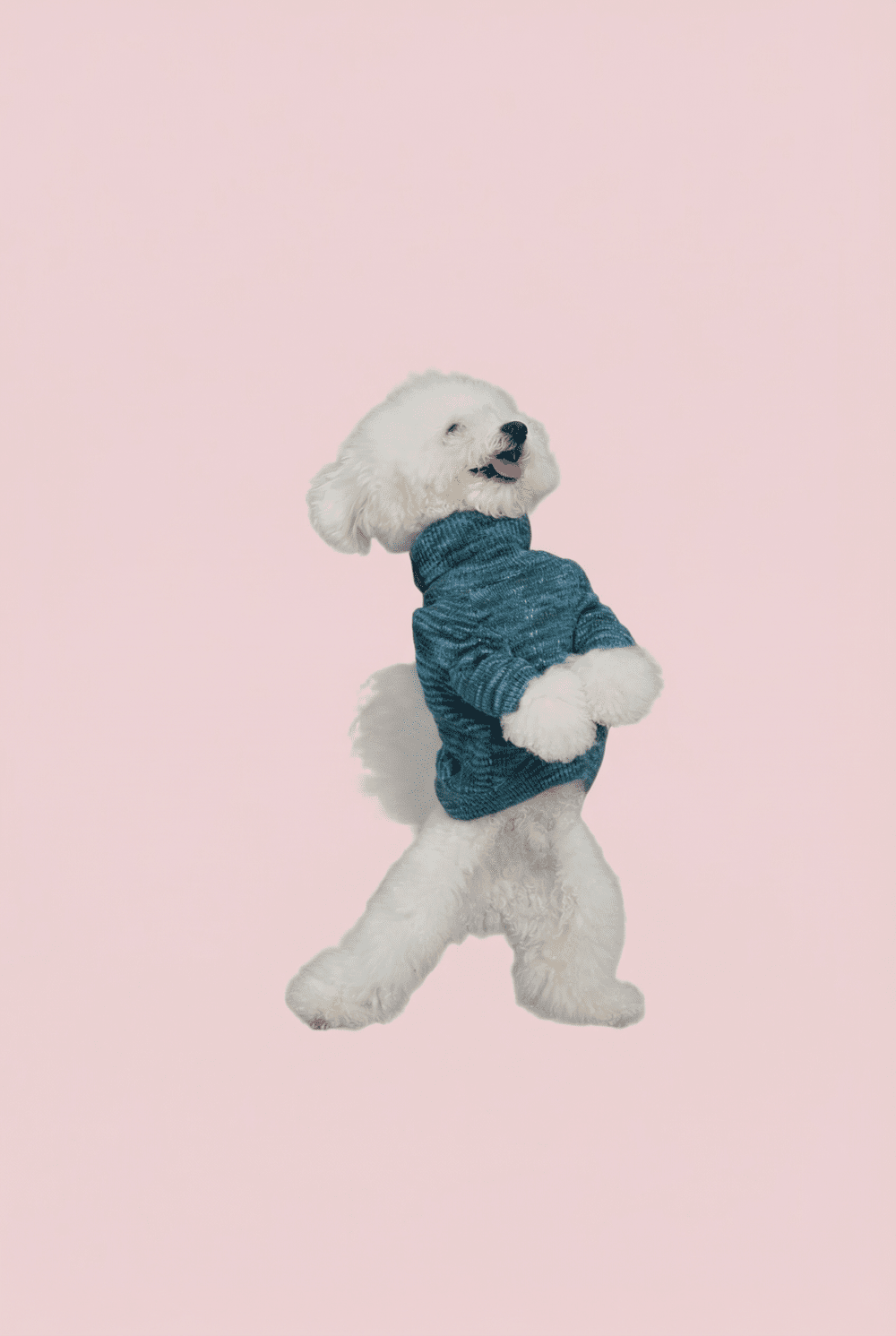 Warm Knit Dog Sweater for Small Dogs – Soft Turtleneck