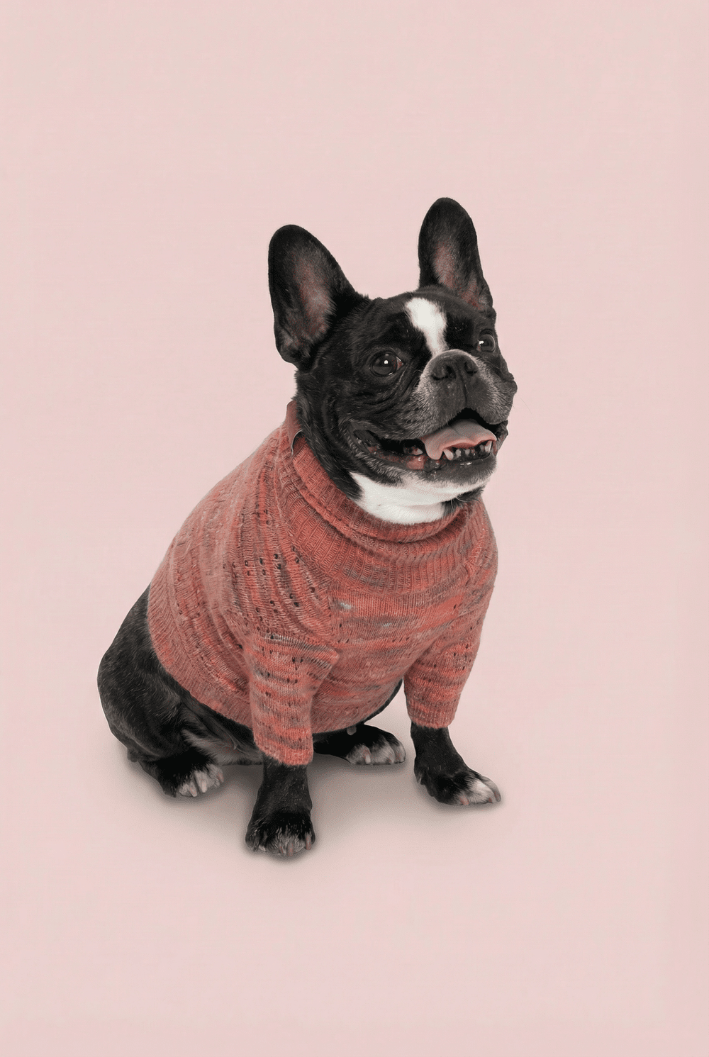 Warm Knit Dog Sweater for Small Dogs – Soft Turtleneck