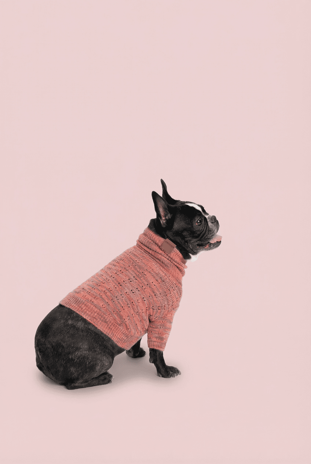 Warm Knit Dog Sweater for Small Dogs – Soft Turtleneck