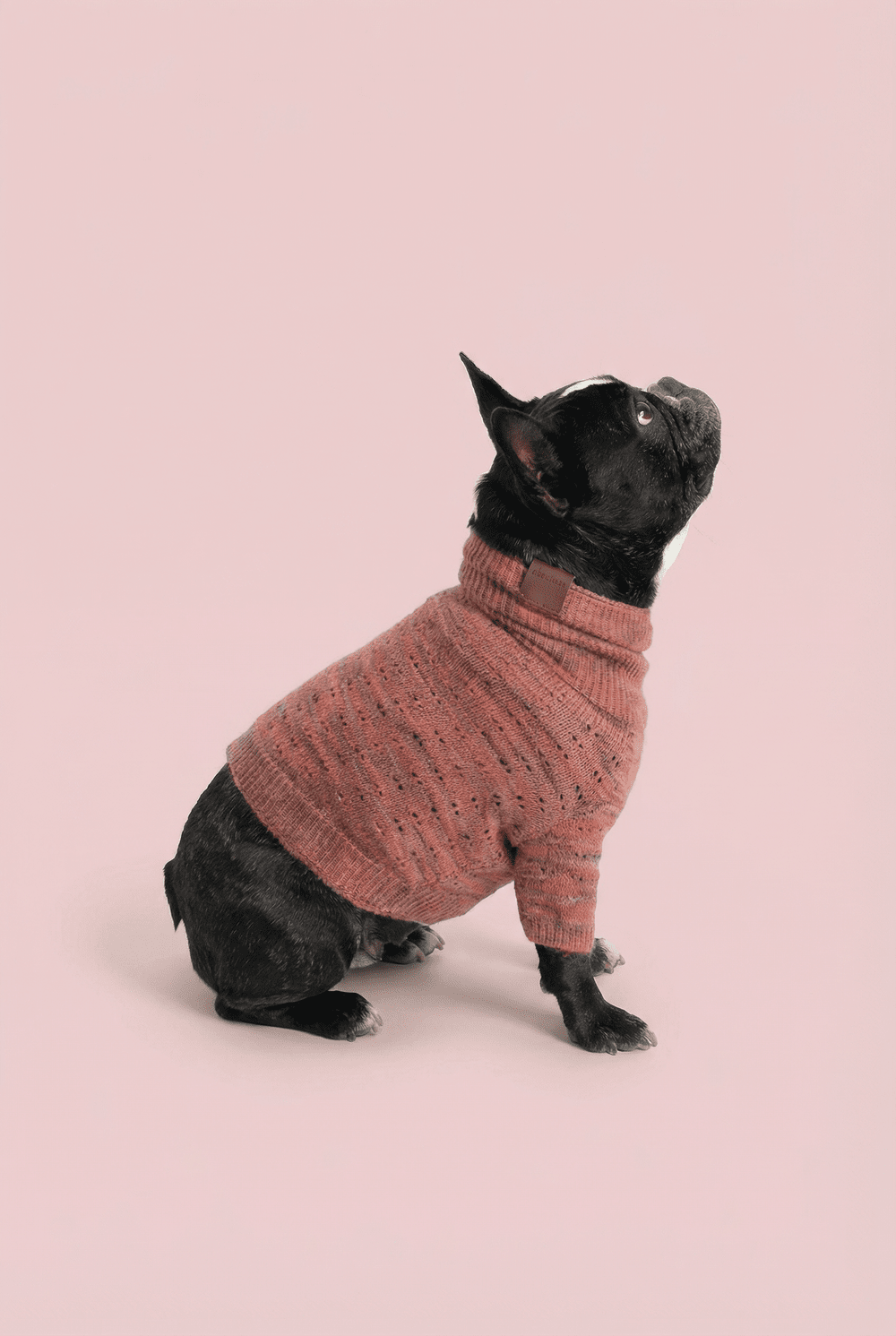 Warm Knit Dog Sweater for Small Dogs – Soft Turtleneck