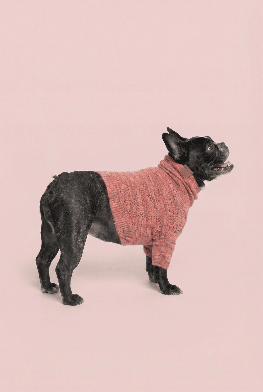 Warm Knit Dog Sweater for Small Dogs – Soft Turtleneck