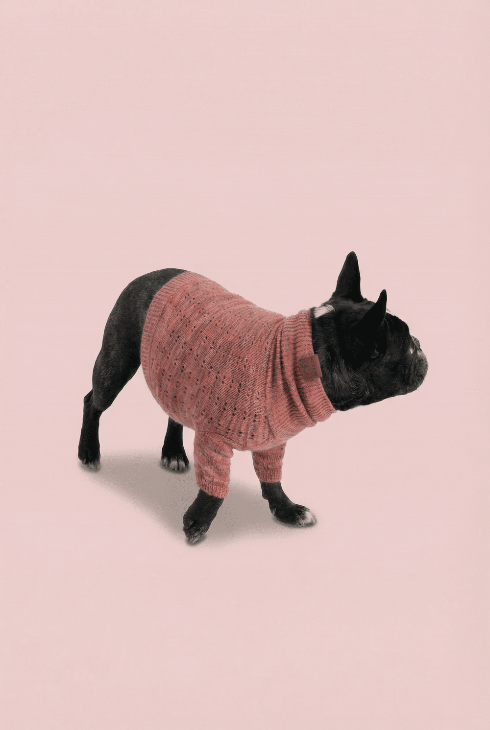 Warm Knit Dog Sweater for Small Dogs – Soft Turtleneck