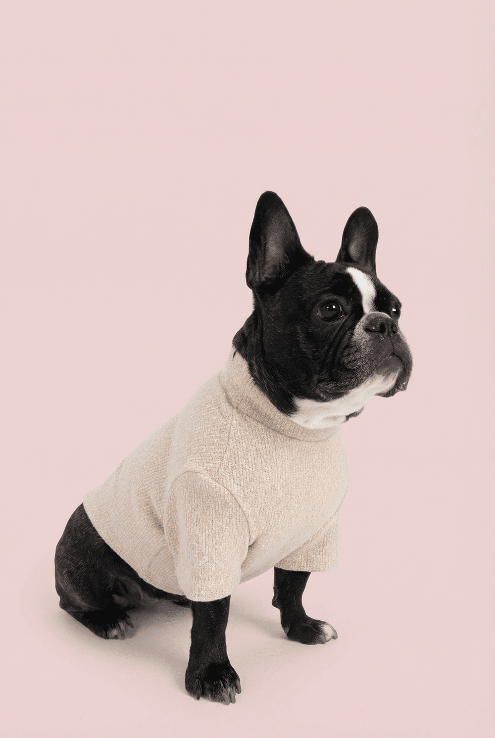 Woven Dog Shirt for Small Dogs – Soft Warm Everyday Outfit