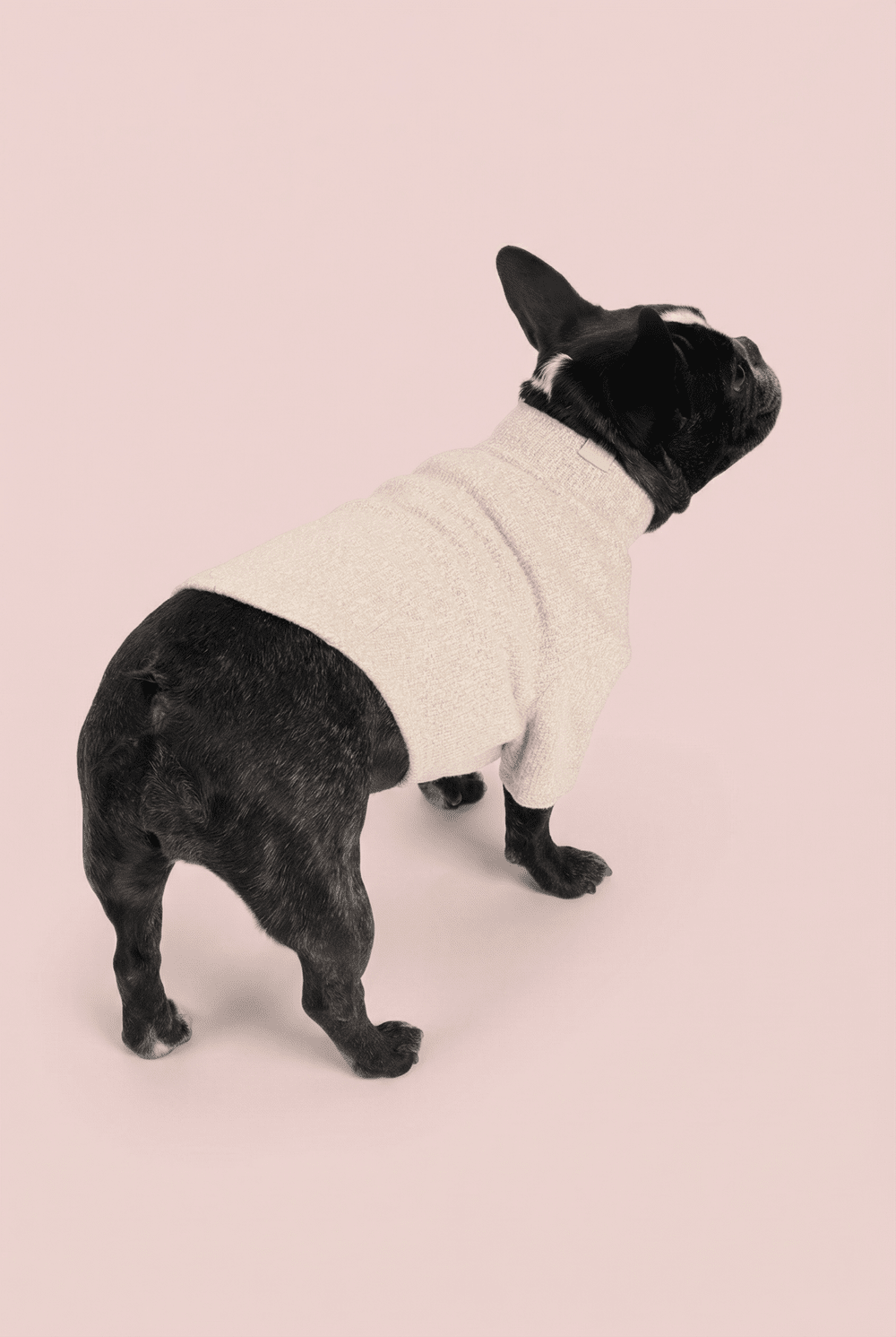Woven Dog Shirt for Small Dogs – Soft Warm Everyday Outfit