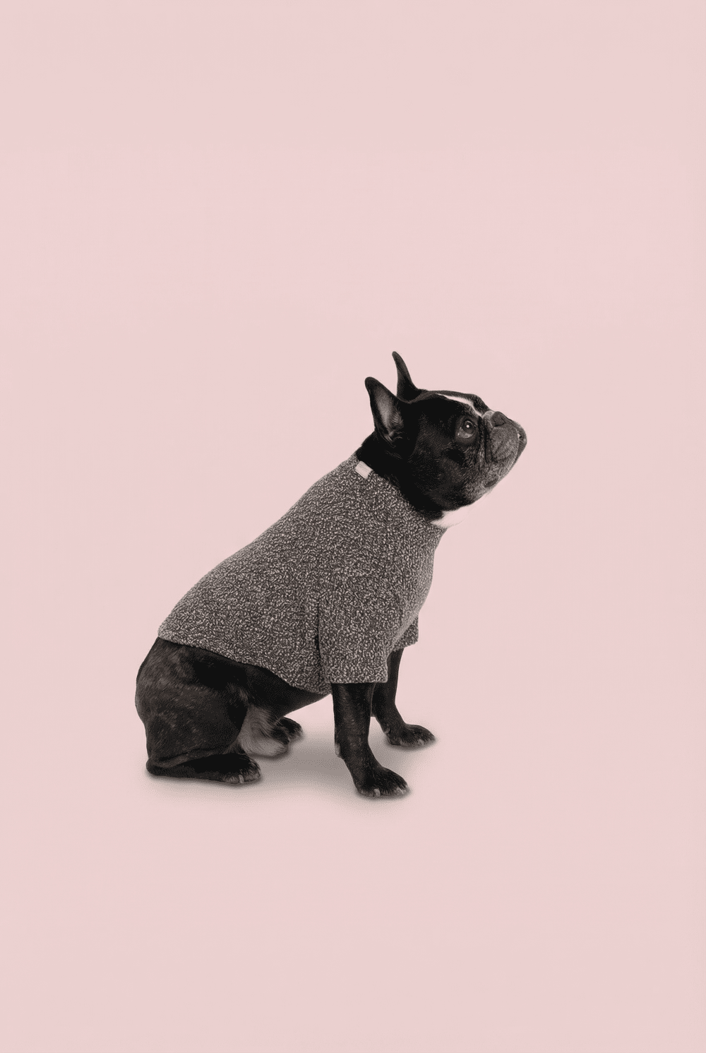 Woven Dog Shirt for Small Dogs – Soft Warm Everyday Outfit