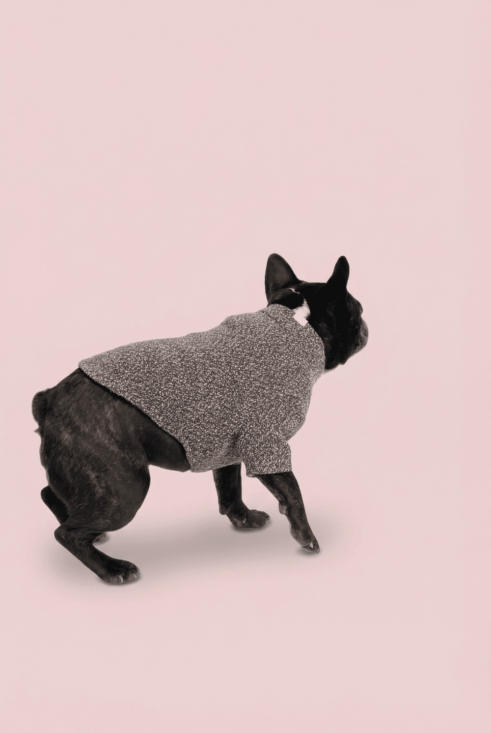 Woven Dog Shirt for Small Dogs – Soft Warm Everyday Outfit